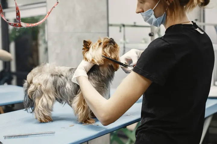 Pets & services